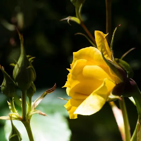 Weingut-wohlfuehlzimmer Adam-lieleg Gospodarstwo agroturystyczne *
