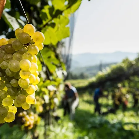 Farmház Weingut-wohlfuehlzimmer Adam-lieleg Leutschach
