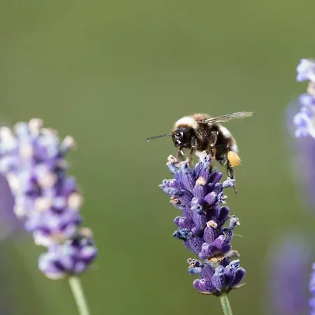 Weingut-wohlfuehlzimmer Adam-lieleg Farm stay Leutschach