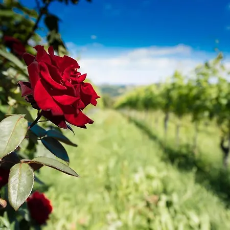 Farmház Weingut-wohlfuehlzimmer Adam-lieleg