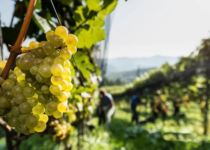 Bauernhof Weingut-wohlfühlzimmer Adam-lieleg Leutschach