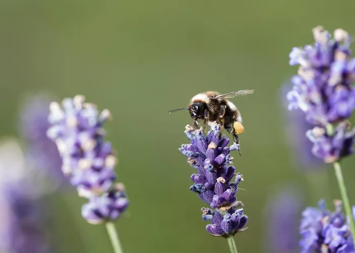 Weingut-wohlfühlzimmer Adam-lieleg Bauernhof Leutschach